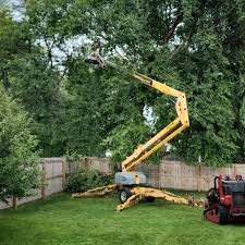 Lawn Renovation and Restoration in Clay, CA